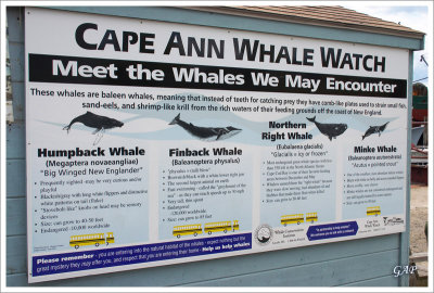 Whales most commonly seen