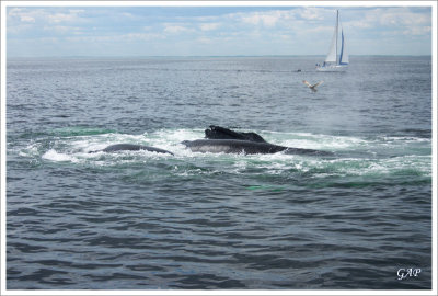 3 whales were bubble net fishing