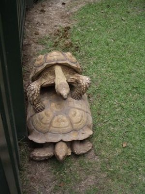 OK, so technically it's not accidental, but the turtles just don't seem to care.