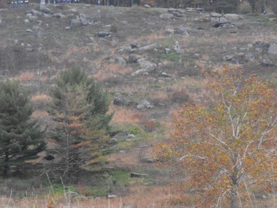 The terrain of Little Round Top.