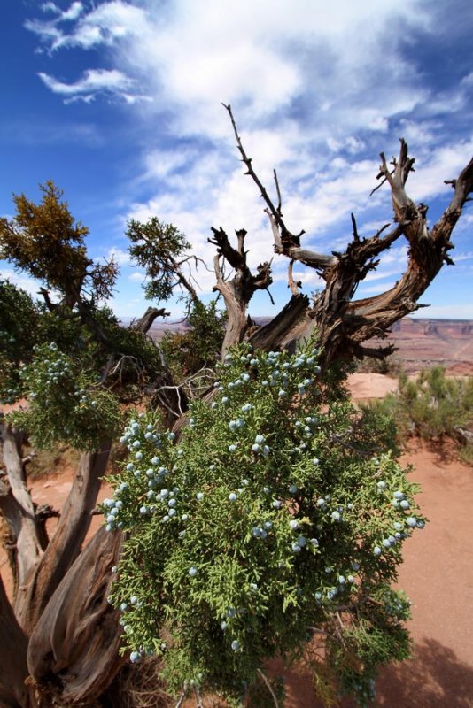 Juniper, Dead Horse Point State Park, Moab, UT