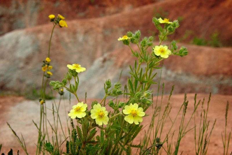 Ontario Badlands, Cheltenham