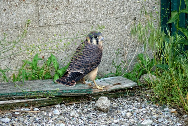 American Kestrel Hawk