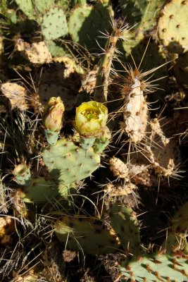 Cactus Flower, Colorado National Monument, Grand Junction, Colorado