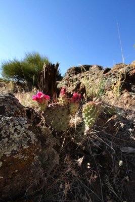 Cactus Flower, Colorado National Monument, Grand Junction, Colorado