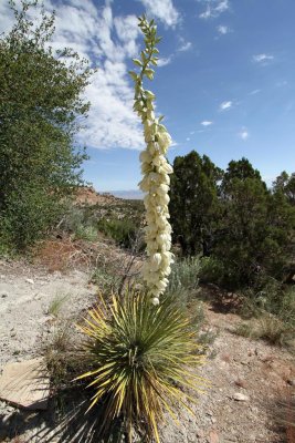 Yucca In Flower, Colorado National Monument, Grand Junction, Colorado