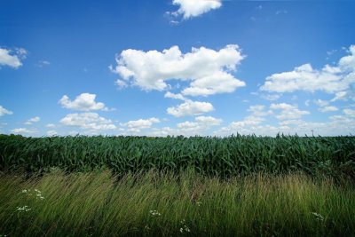 Cornfields Near Charleston, IL