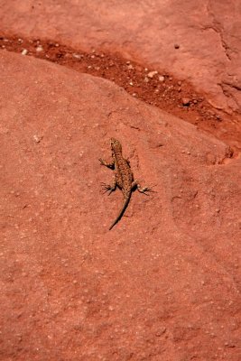Northern Plateau Lizard, Canyonlands National Park, Moab, UT