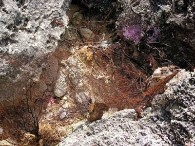 Dead Coral Fans, Xcaret, Mexico