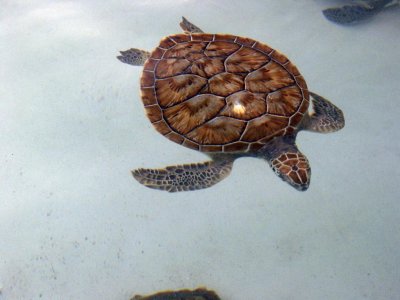 Sea Turtles, Xcaret, Mexico