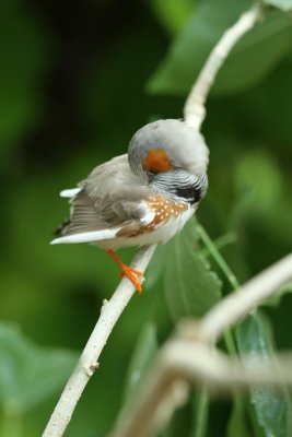 Zebra Finch, preening , Cambridge Butterfly Conservatory, Cambridge, Ontario