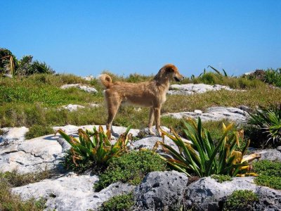 Dog, Tulum, Mexico