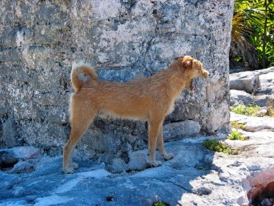 Dog, Tulum, Mexico