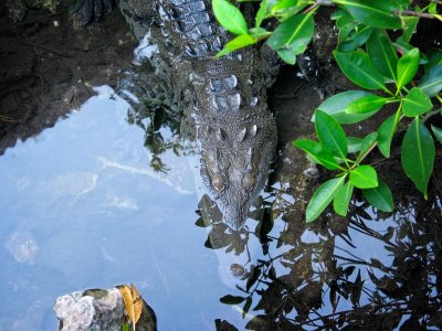 Alligator, Xcaret, Mexico