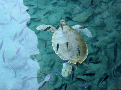 Sea Turtle, Xcaret, Mexico