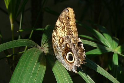 Butterfly Conservatory, Niagara Falls, Ontario, Canada