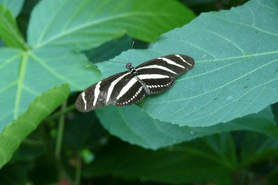 Zebra Longwing, Butterfly Conservatory, Niagara Falls, Canada