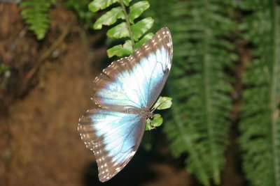 Blue Morpho, Butterfly Conservatory, Niagara Falls, Canada