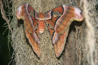 Atlas Moth, Butterfly Conservatory, Niagara Falls, Canada