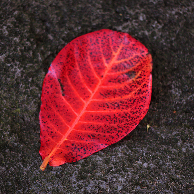Leaf on a Lava Rock 1