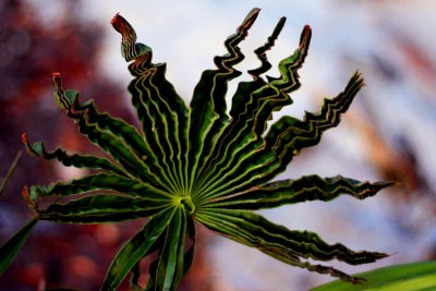 A fern on Acid