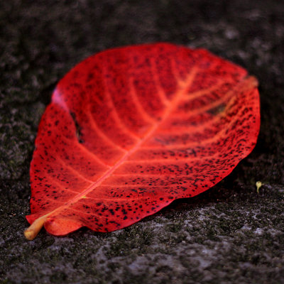Leaf on a Lava Rock 2