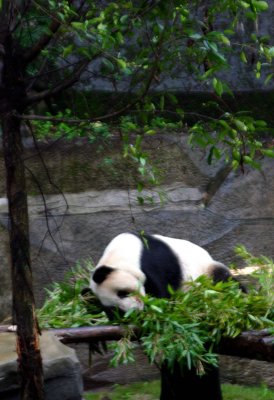 China_2005 395.jpg