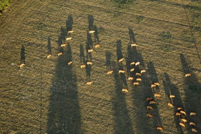 8369 troupeau de vache au crpuscule Vienne 08-2010.jpg