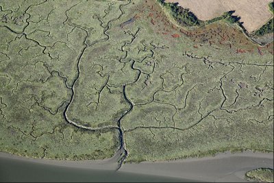 8586 drainage dans ancien marais Morbihan 08-2010.jpg