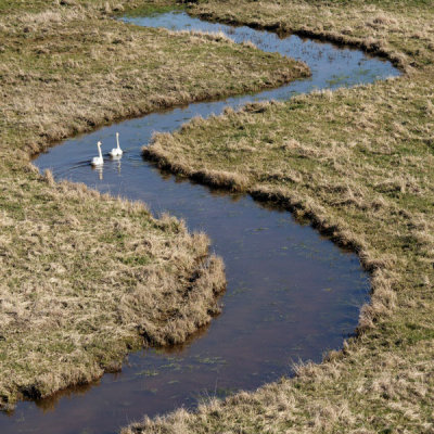 Marais Poitevin Cygnes 1871