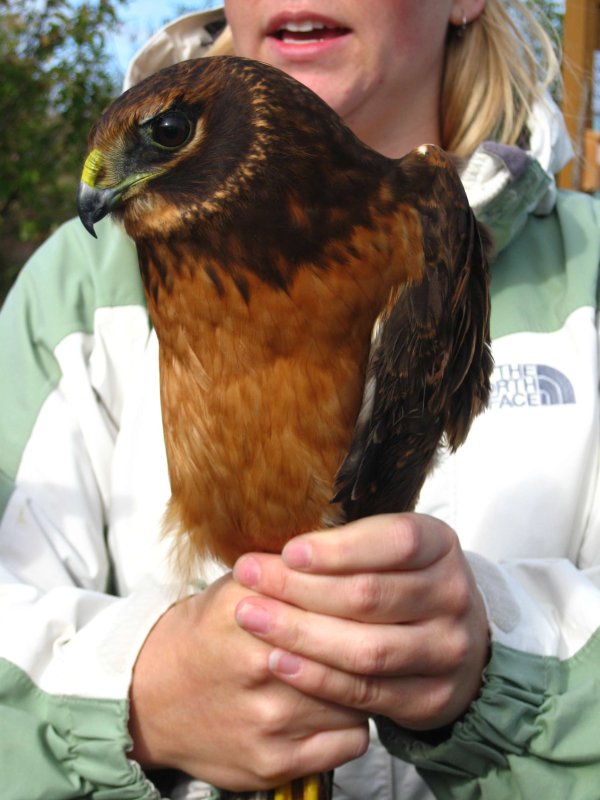 Northern Harrier