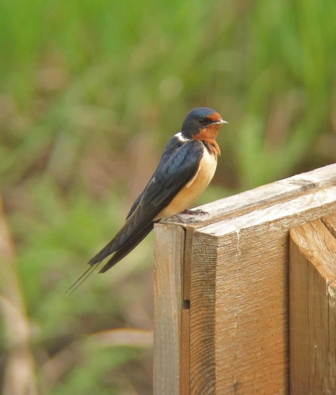 Barn Swallow