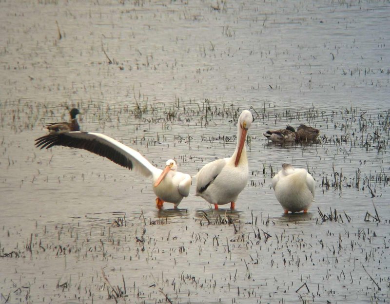 pelican with a question