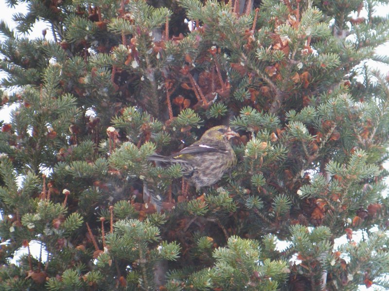 White-winged Crossbill