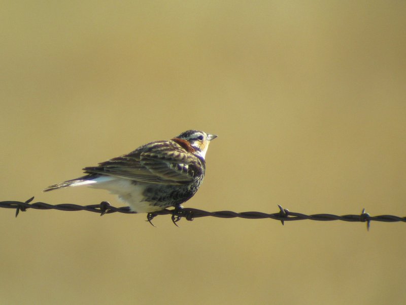 Chestnut-collared Longspur