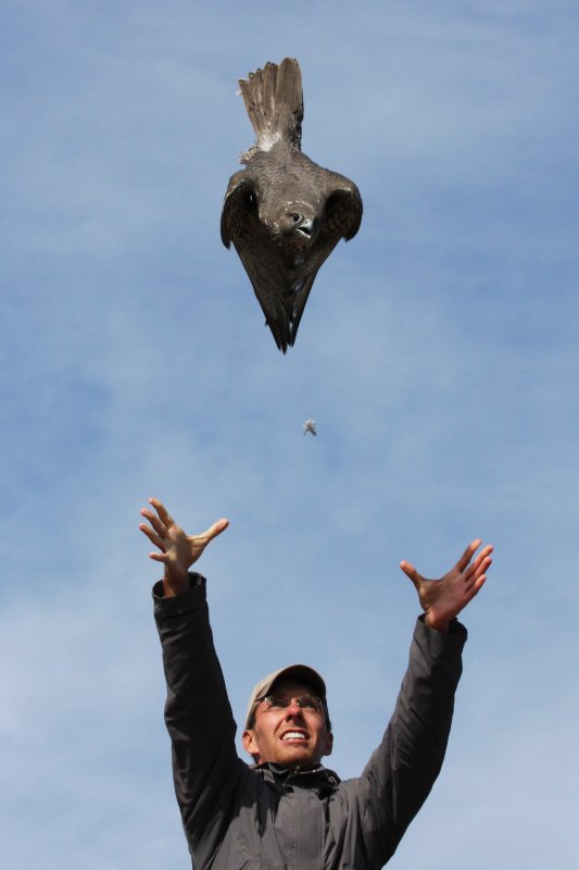 Im releasing a Gyrfalcon in this photo
