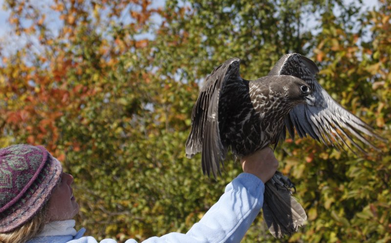 Debbie with the Gyrfalcon