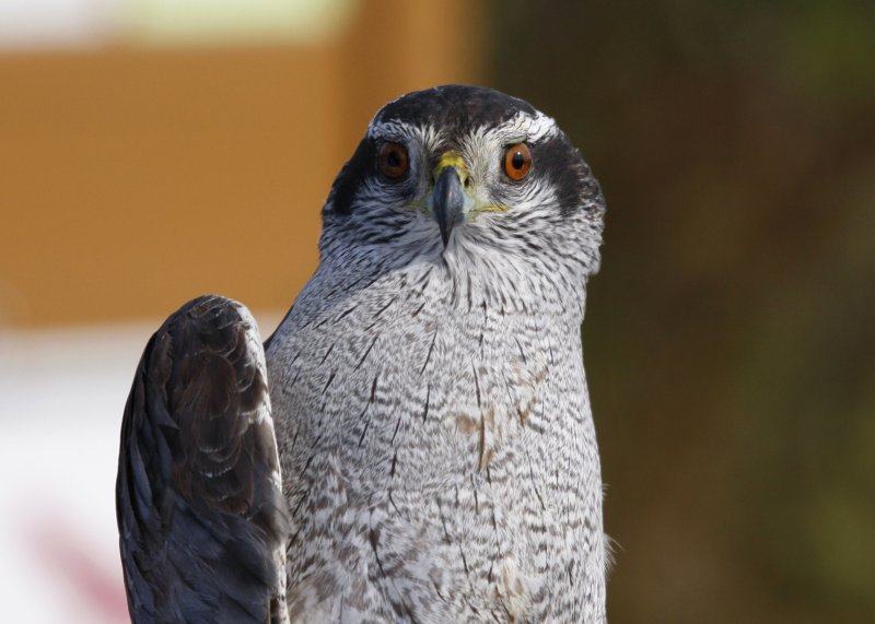 Adult Northern Goshawk