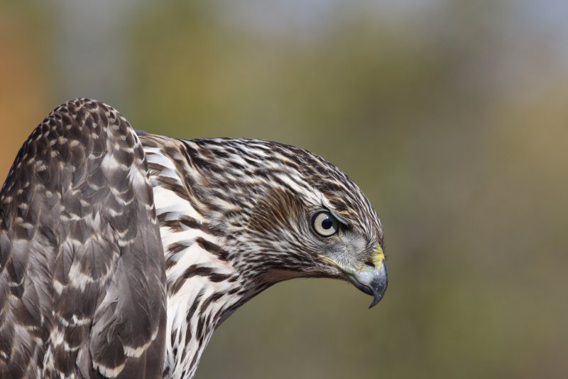 Juvenile Northern Goshawk