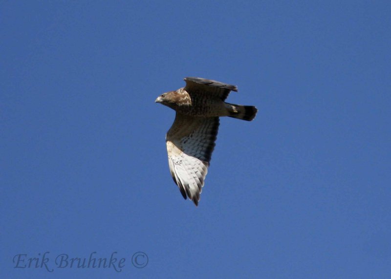 Adult Broad-winged Hawk