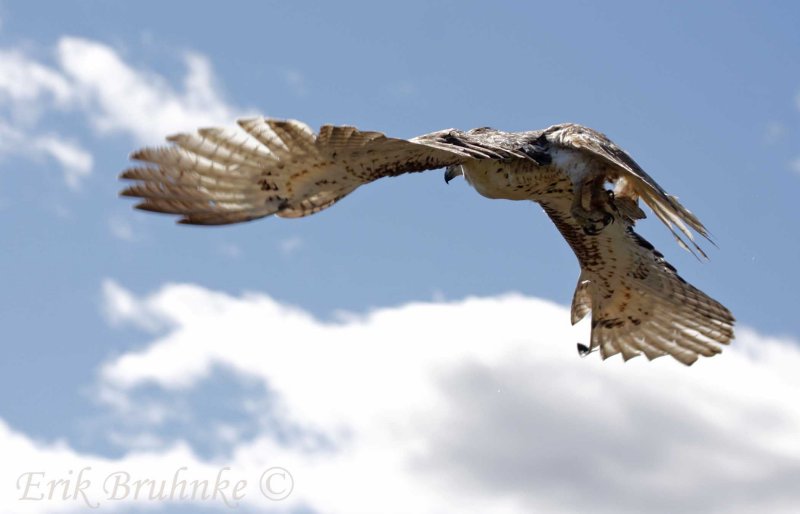 Red-tailed Hawk release shot