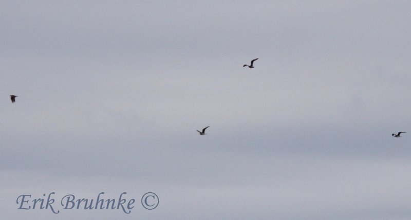 Four Parasitic Jaegers