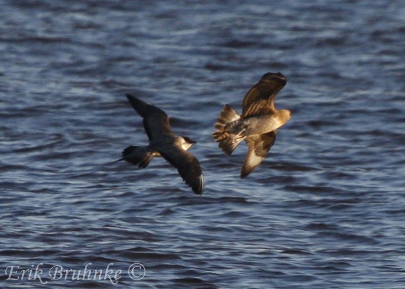 Sub-adult Long-tailed Jaeger chasing juvenile Parasitic Jaeger