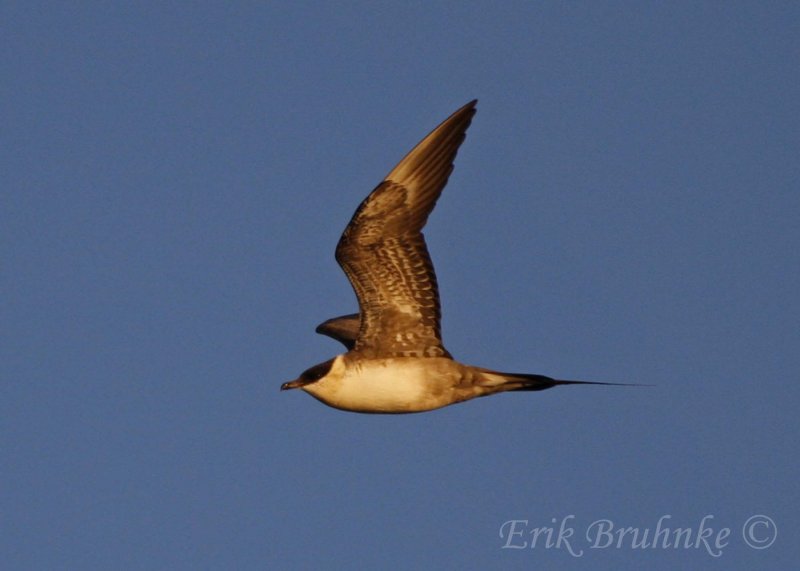 Sub-adult Long-tailed Jaeger