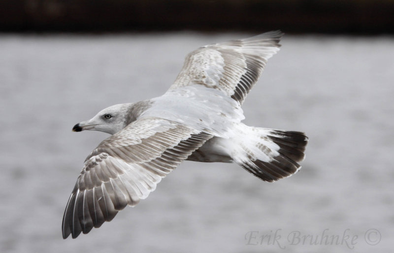 Herring Gull