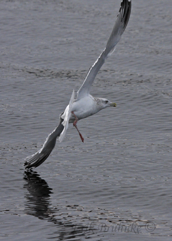 Adult Herring Gull... just barely skimming the water.