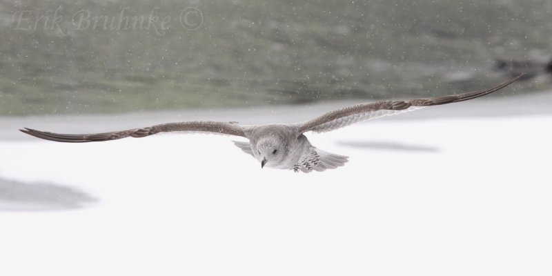 Herring Gull