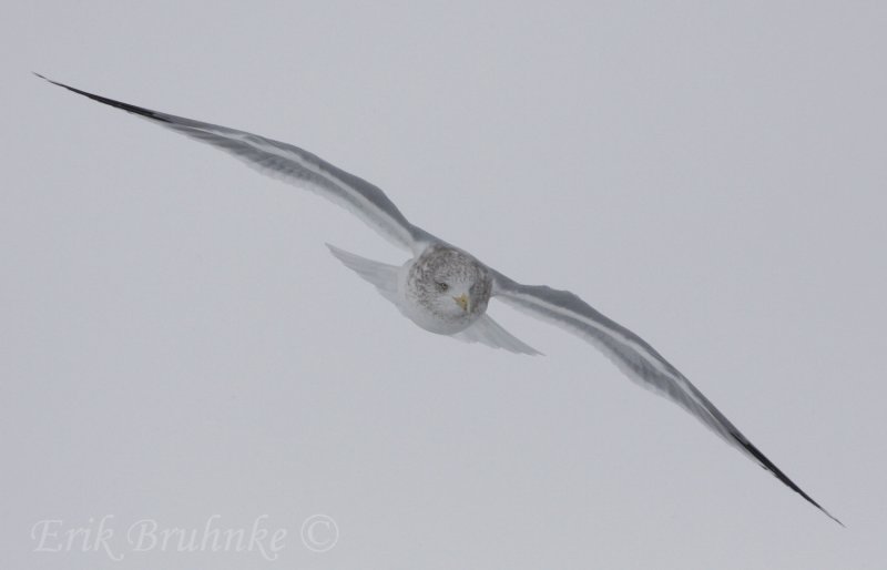 Herring Gull, coming at you!