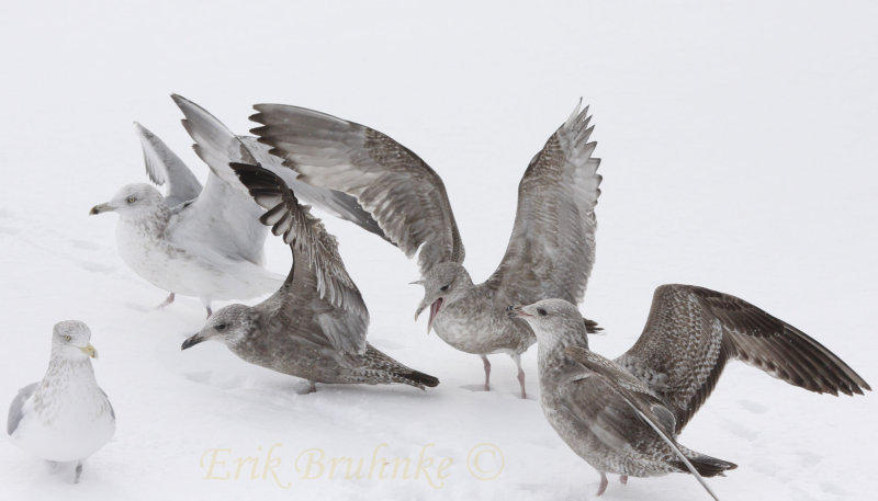 2nd-from the right gull is the slightly-off 1st-cycle Herring Gull, among other Herring Gulls