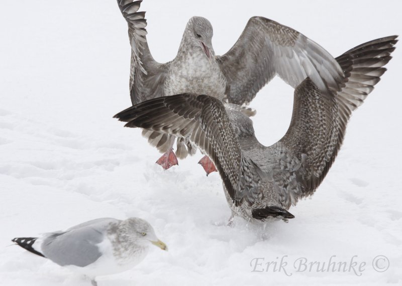 1st-cycle Herring Gull (gull of interest) jumping in the air, with two other Herring Gulls